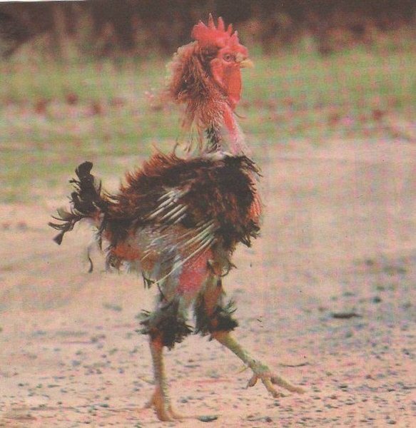 gepluimd.jpg