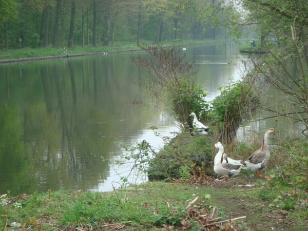 niet bang van lotusfanaten