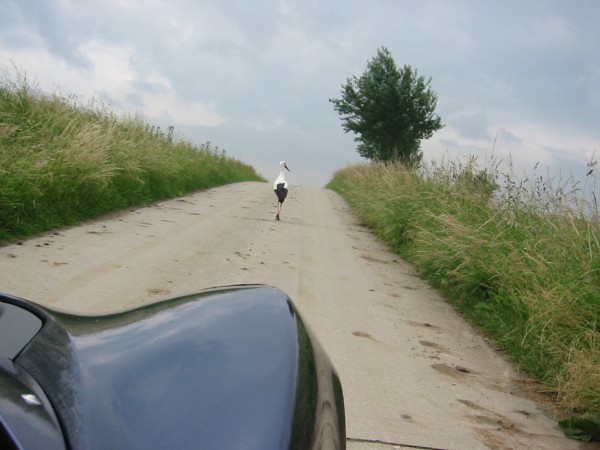 ooievaar.JPG