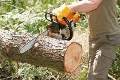 cut-tree-chain-saw-800x800.jpg