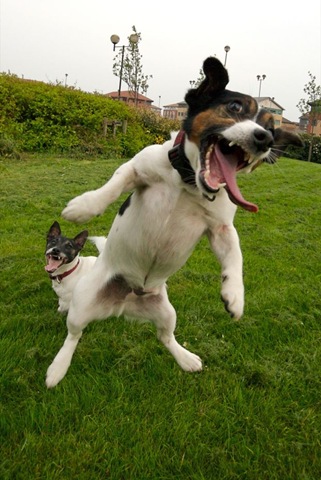 boze%20hond.jpg