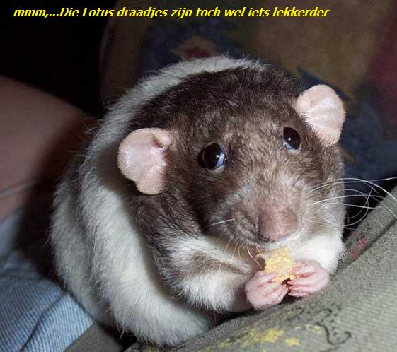 oddanimals136.jpg